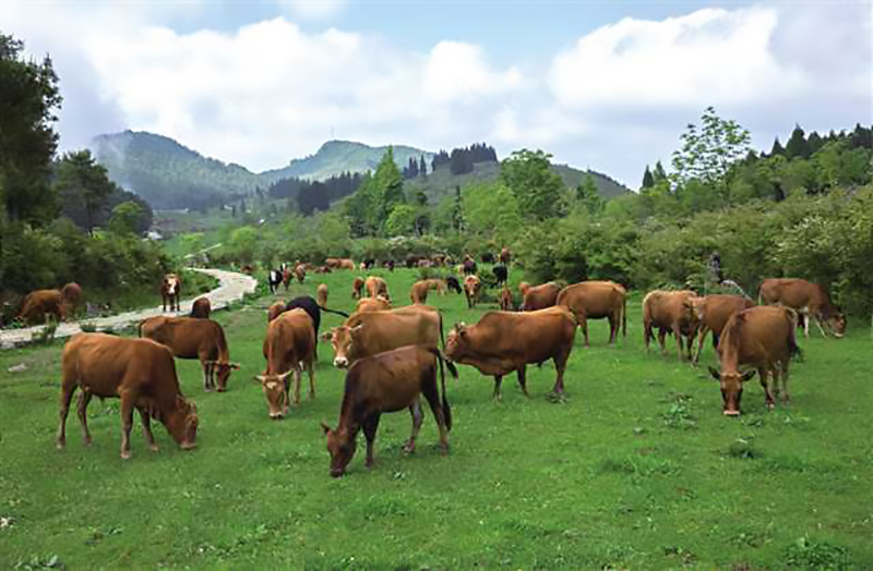 彭美竹评十佳农民,湖南临武县彭美竹养牛老板