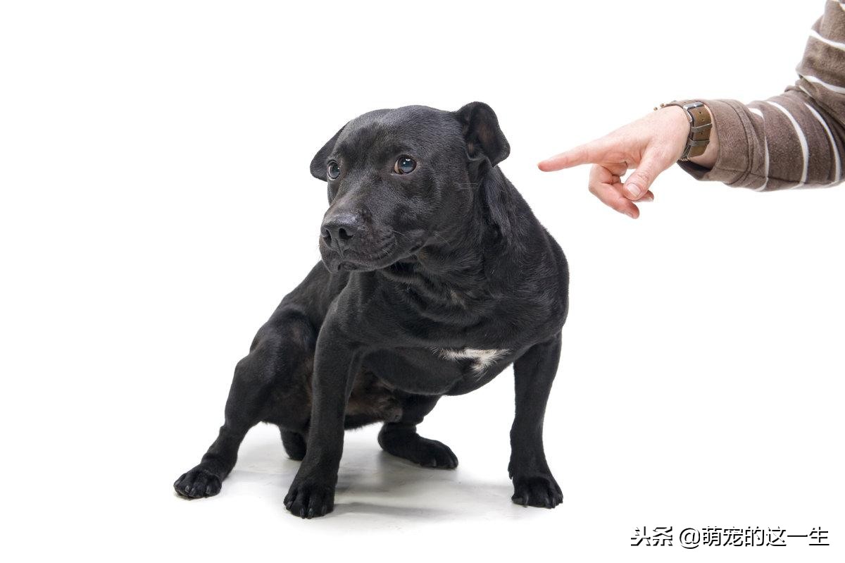 狗狗犯错了怎么教训狗狗,狗狗犯错被打骂会反抗吗