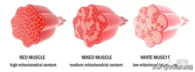 黑人跑得快是因为人种优势嘛？
