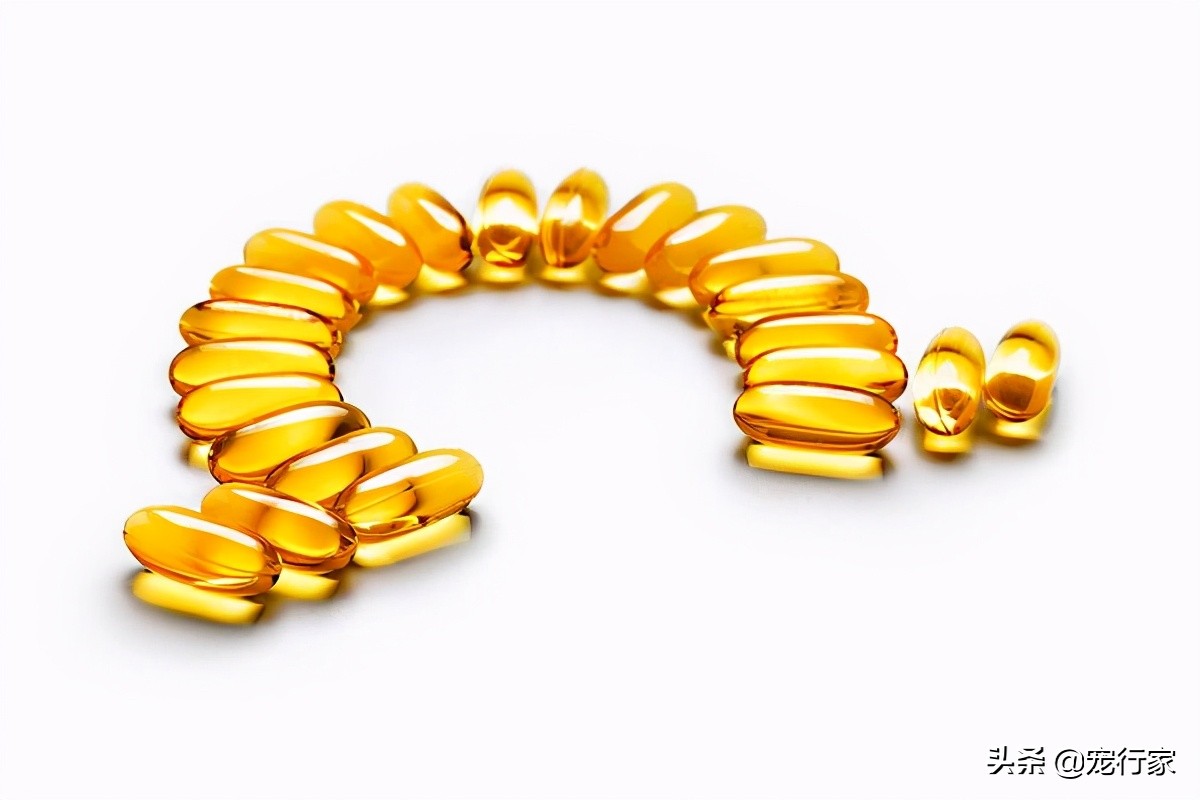 狗狗的毛很柴怎么办,狗狗的毛很干枯