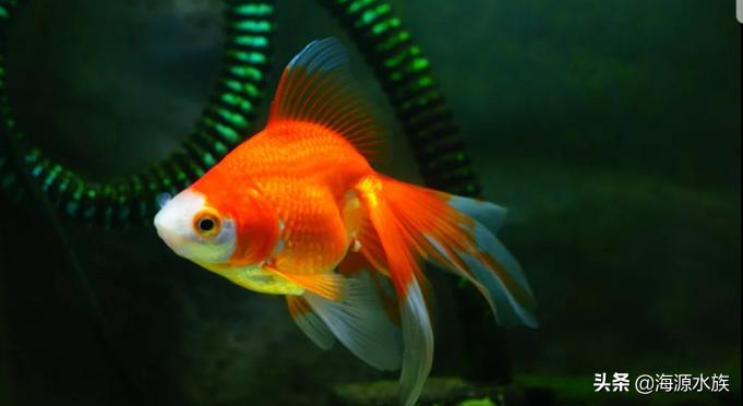 金鱼的科普小知识,观赏金鱼小知识问答