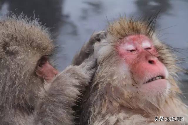 日本温泉猴子纪录片,日本猴子泡温泉头顶毛巾