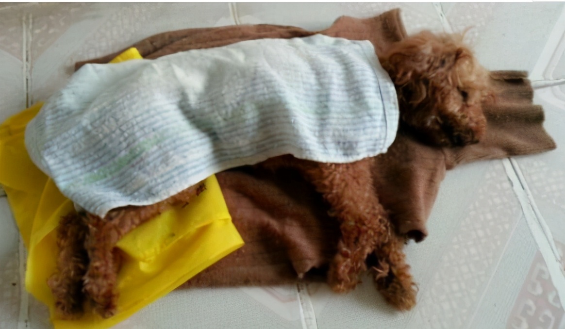 铲屎官怎么处理狗子拉屎问题,哪些原因会使狗狗长期软便拉稀