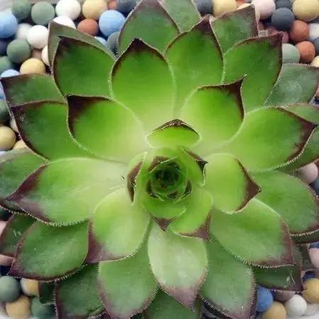 容易爆盆又好养的多肉你值得拥有,容易养好养活而且便宜的多肉