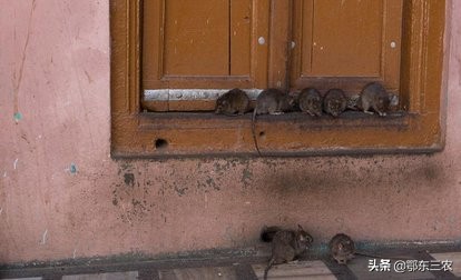 农村四害到底多严重,农民生活新四害