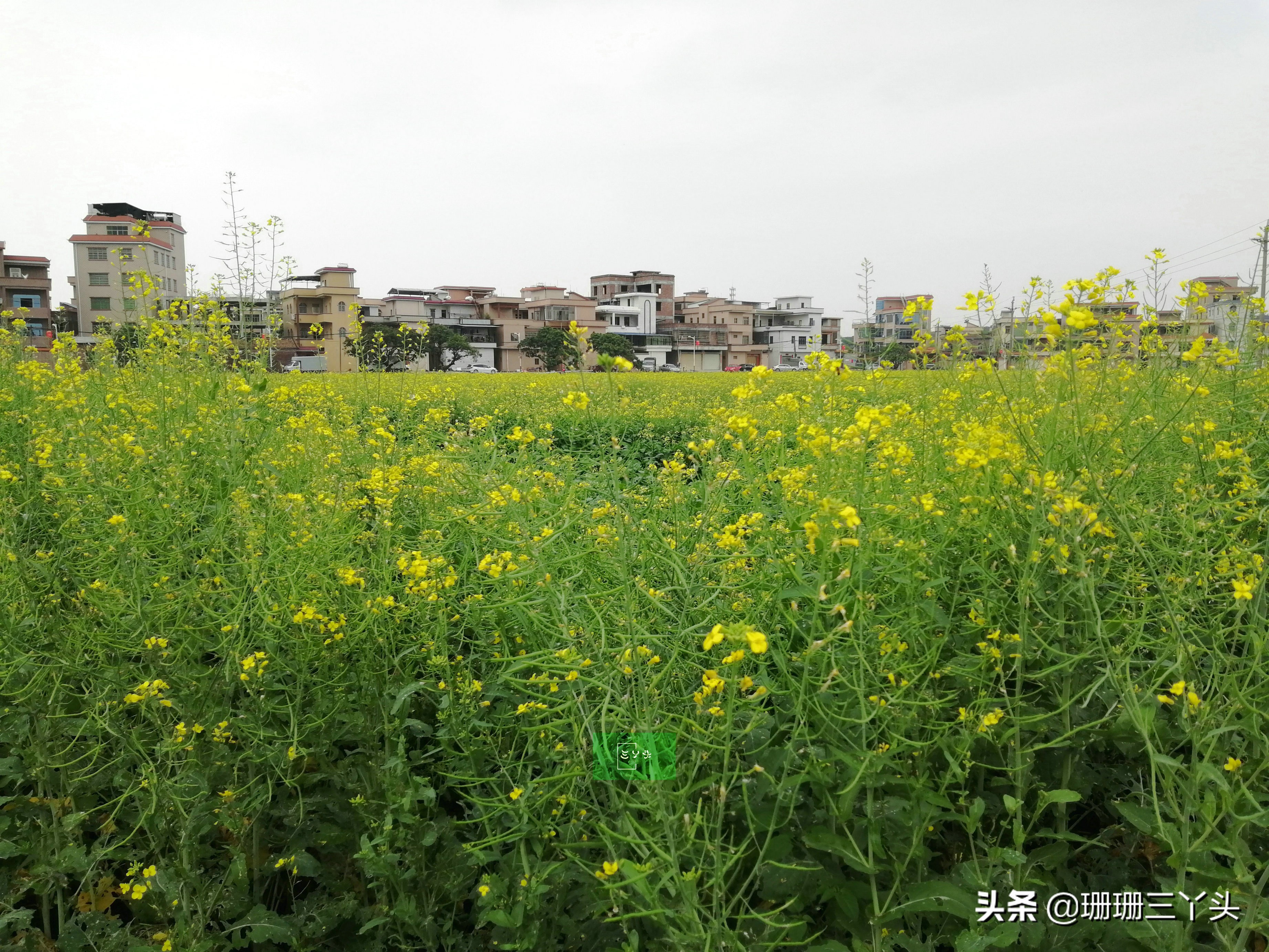 广州春季赏油菜花的地方,广州绝美油菜花海