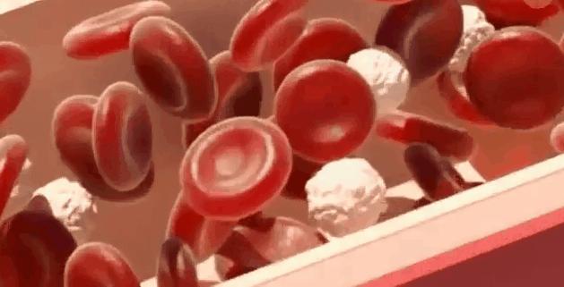 黑寡妇蜘蛛被咬后是什么样的,世界上最毒的蜘蛛有多可怕