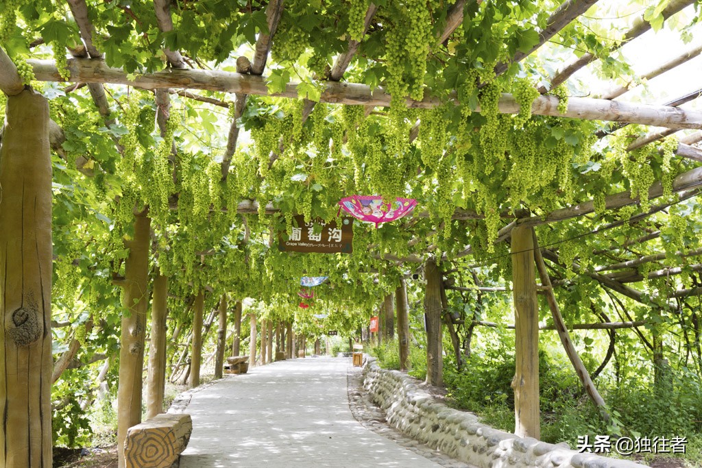 新疆吐鲁番葡萄沟葡萄视频,吐鲁番葡萄沟的葡萄