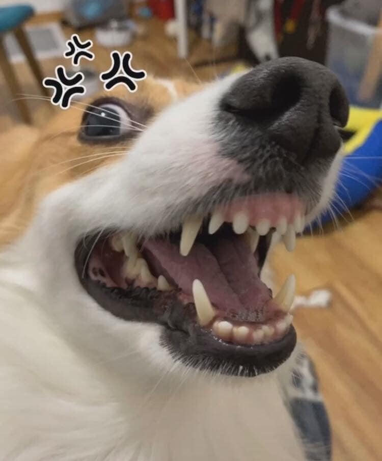 柯基犬咬主人脚,柯基咬黑狗猫猫反击