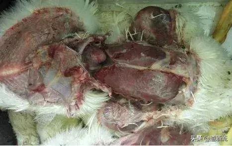 鸭子得软脚病怎么治疗,鸭子脚瘸得什么病