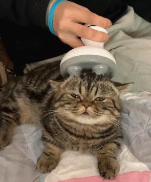 长毛猫撸猫毛工具,哪种撸猫毛的工具好用