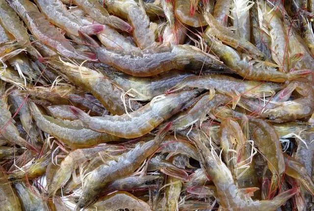 山东哪些地区的虾比较有名气,山东盛产什么虾
