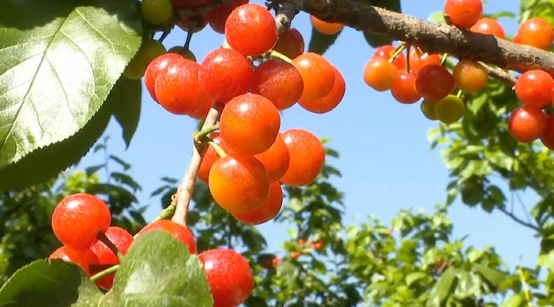 攀枝花樱桃将上市,攀枝花樱桃几月份上市