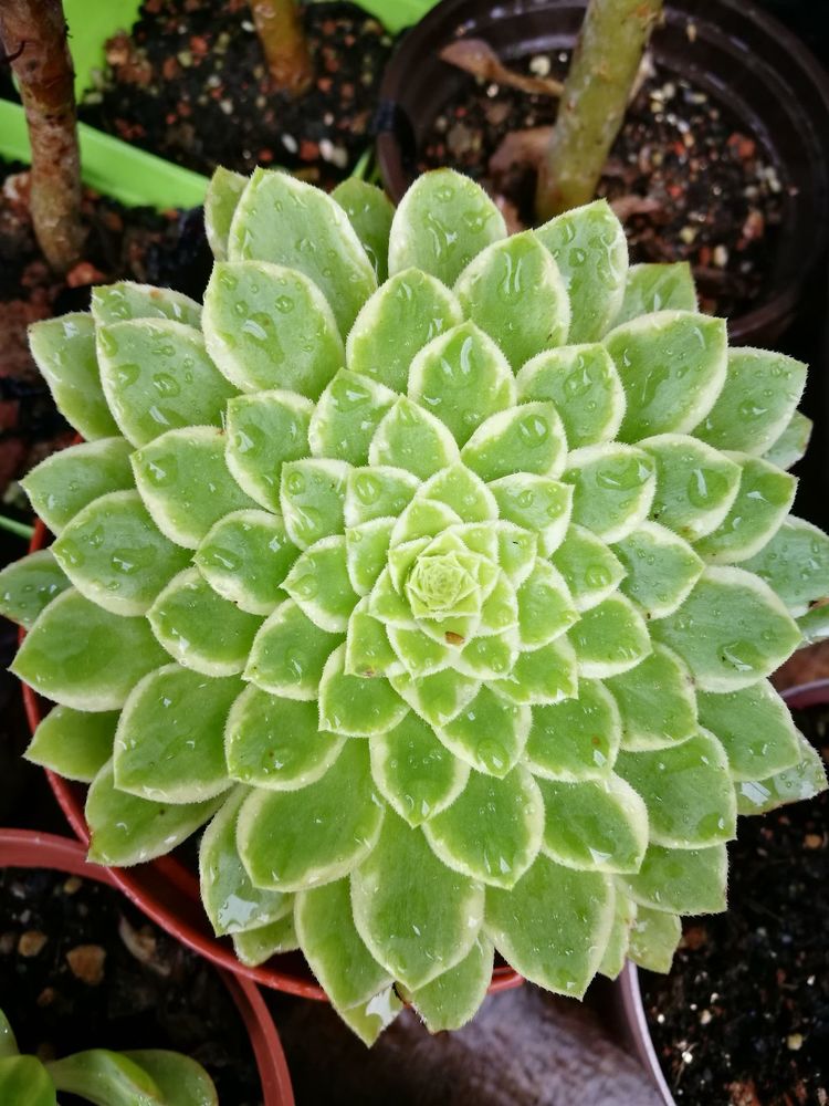 误打误撞的多肉情缘,带我走进多肉小世界!