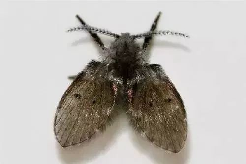 屋里出现好多黑色小飞虫怎么回事,家里突然多了很多很小的黑色飞虫