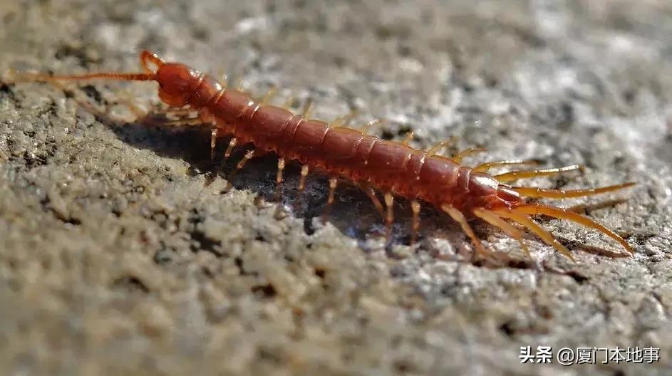 厦门人当心！又有虫子出来惹事！被咬后严重可危及生命