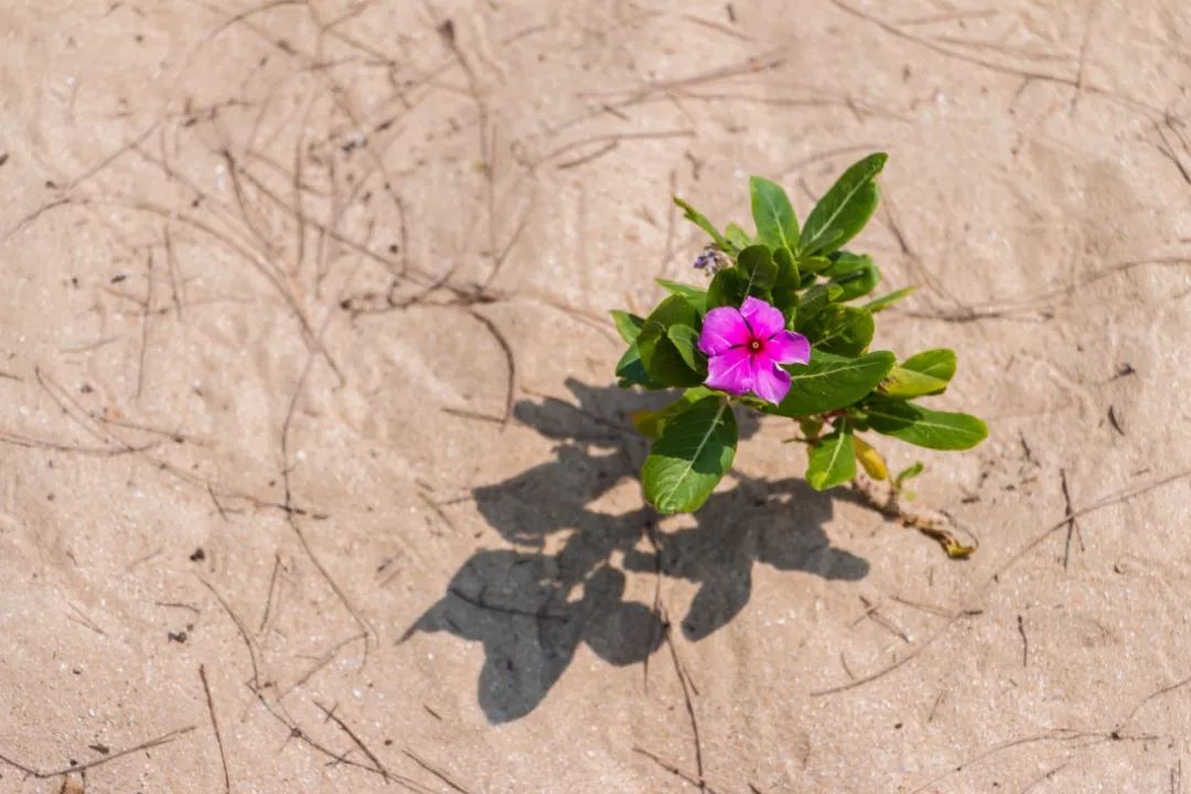 深圳少见的“十里银滩”，美到无边