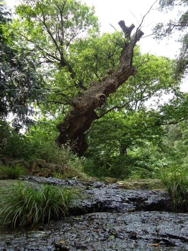 全国林草生物多样性保护成就展,林业生物多样性保护