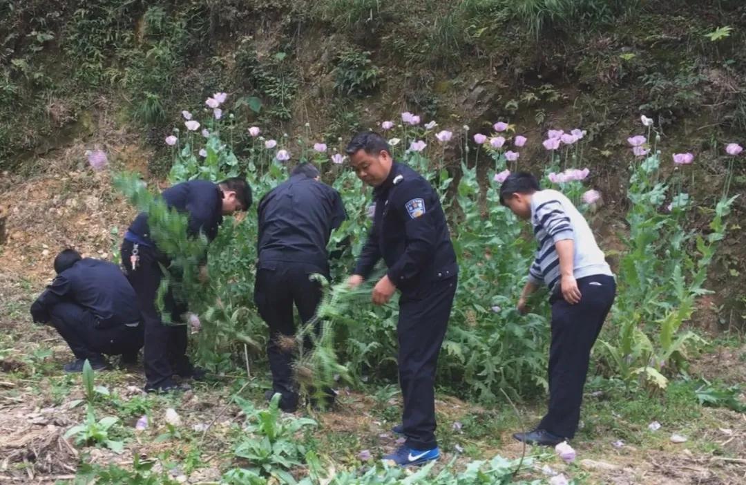 误听“*粟罂**”可治病被惩处懊悔不已