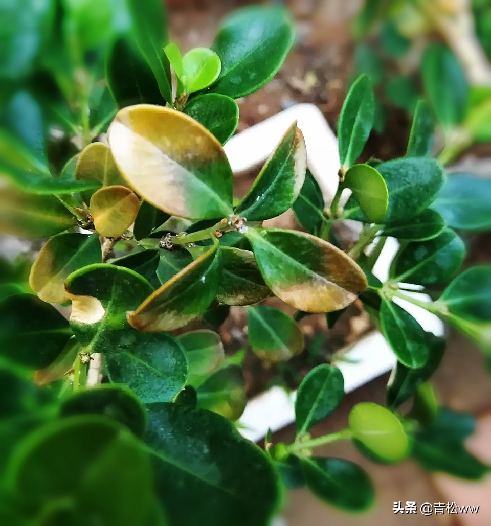 盆景植物烂根了怎么补救,盆景黄叶的处理方法