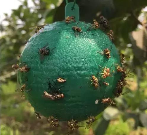 柑橘害虫的防治方法,种植柑橘需要防治哪些害虫