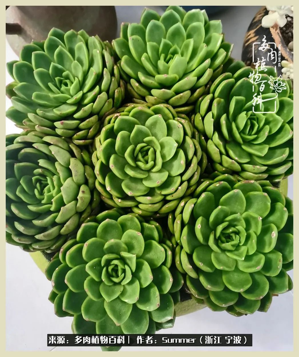 多肉小白新手入门,多肉新手上路请多指教