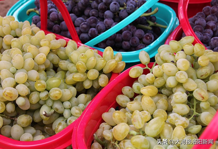 这个地方的葡萄熟了,葡萄熟了欢迎前来品尝