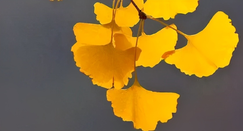 银杏叶虽好，请不要滥用