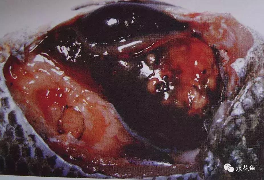 鱼类生病的表现,鱼类赤皮病