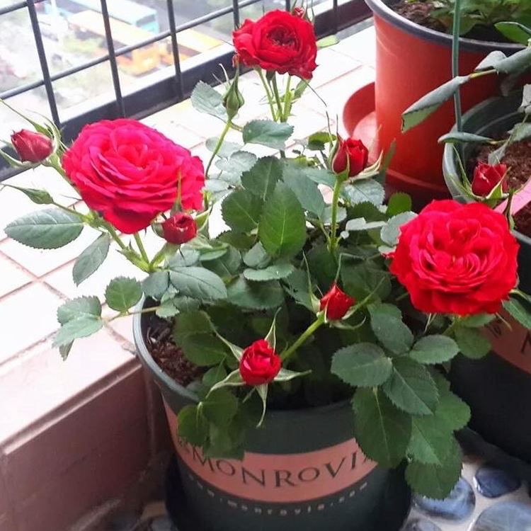 养月季，有6个“技巧”，花苞常常有，成开花机器，开花不停