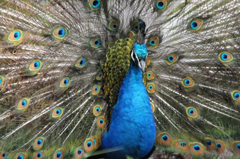 孔雀开屏美丽漂亮的舞视频,孔雀开屏秀