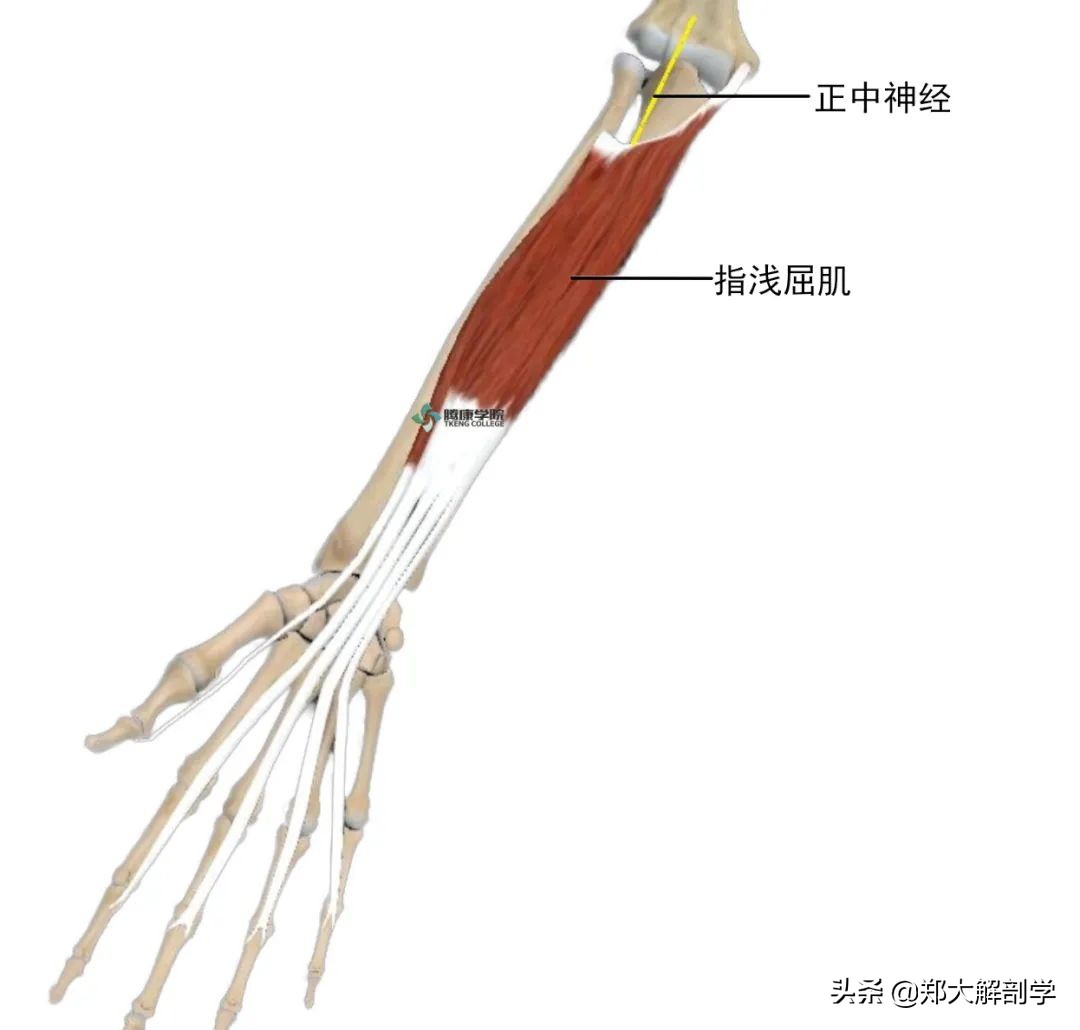 手腕正中神经卡压怎样治疗,腕管正中神经卡压怎么按摩