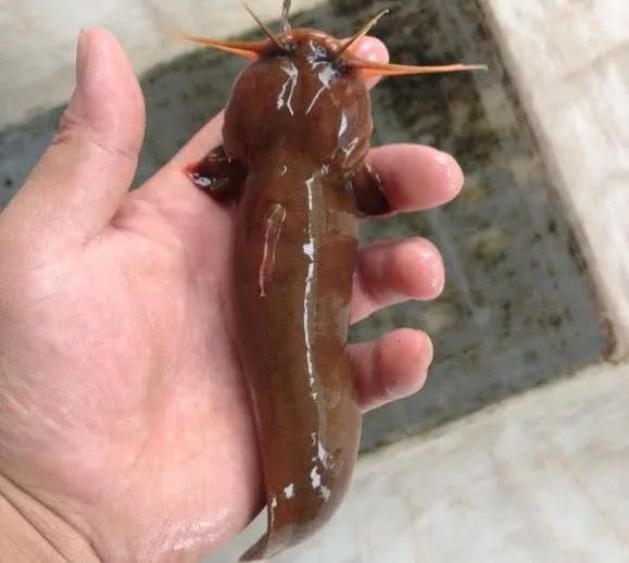 公认最好吃的10种淡水鱼,公认好吃淡水鱼有哪些种类