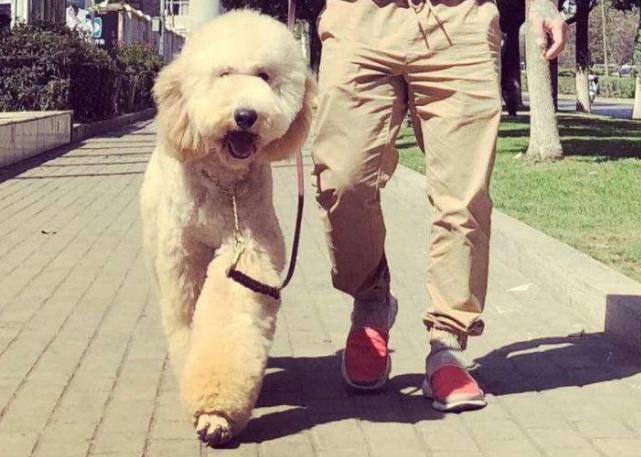 世界五大颜值爆表的狗狗,长腿狗狗欧巴