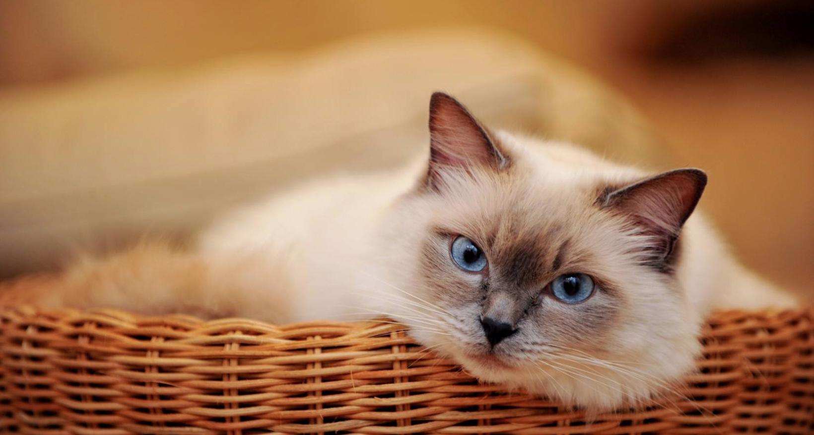 猫咪也有抑郁症吗,猫咪也有什么烦恼呢