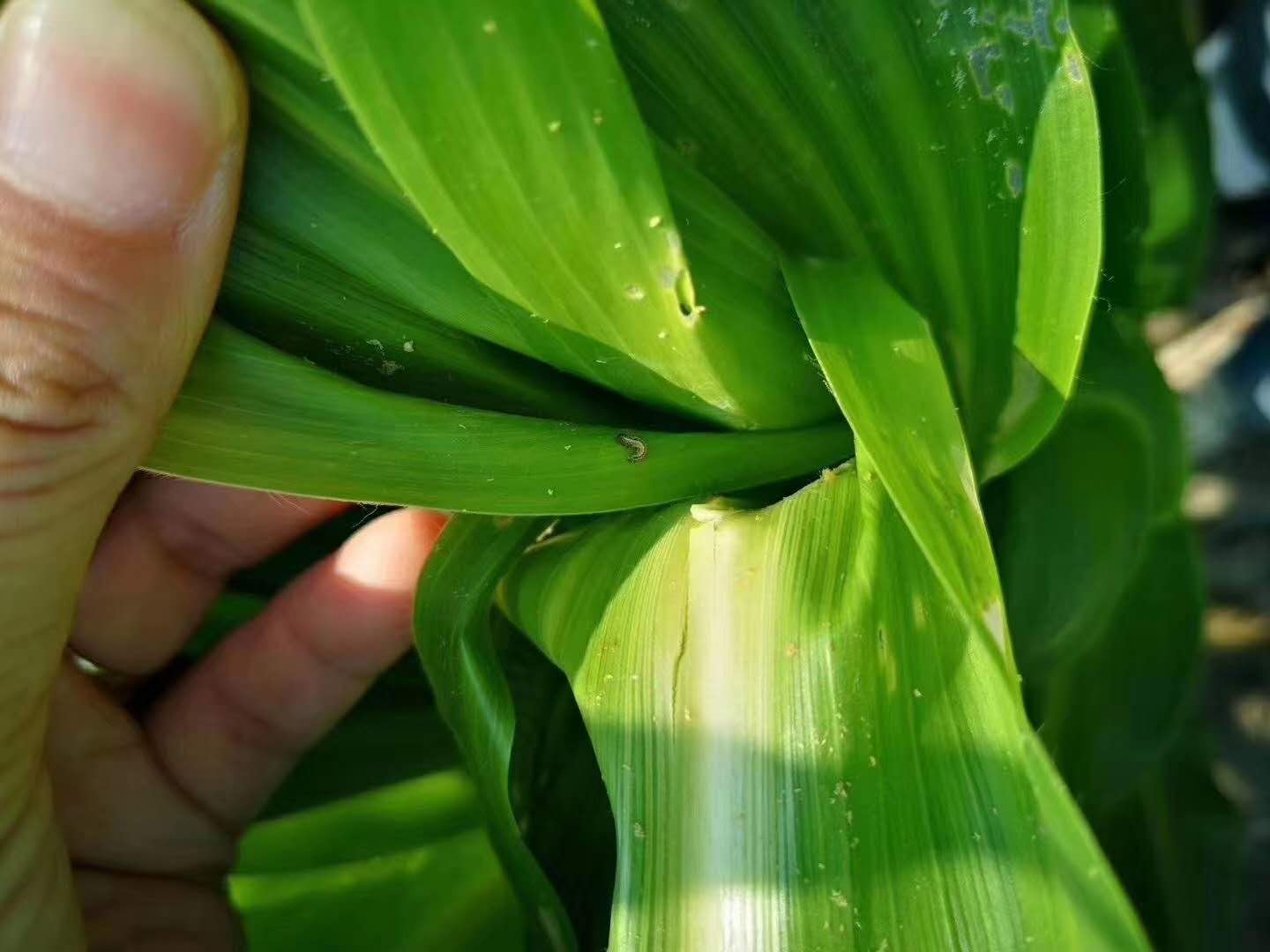 农民打农药对身体影响,农民打除草剂后果