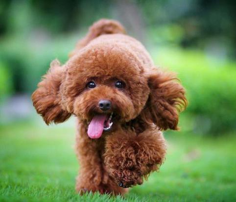 养泰迪狗的基础知识,一个多月小泰迪狗怎么养视频