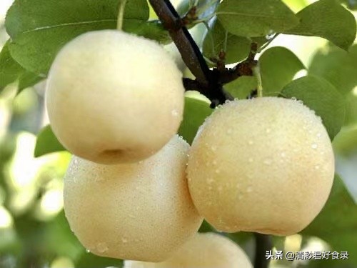 秋天多吃这5宝养人又润燥,入秋后最为滋补的五宝你吃了么