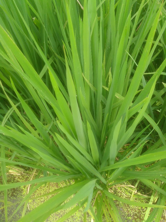 农业合作化的主要原则,农业合作化的实质