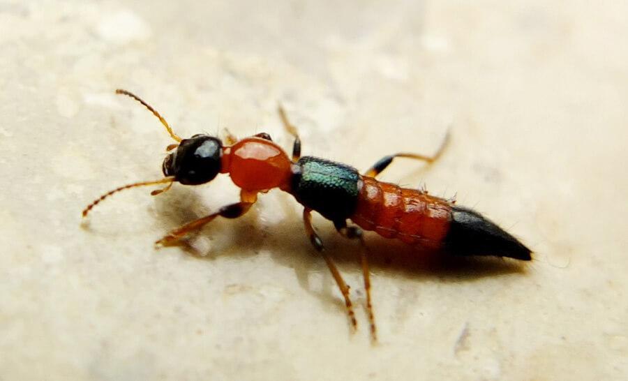 男孩被蚂蚁吓死,蚂蝗寄生在五岁男孩身体里一年