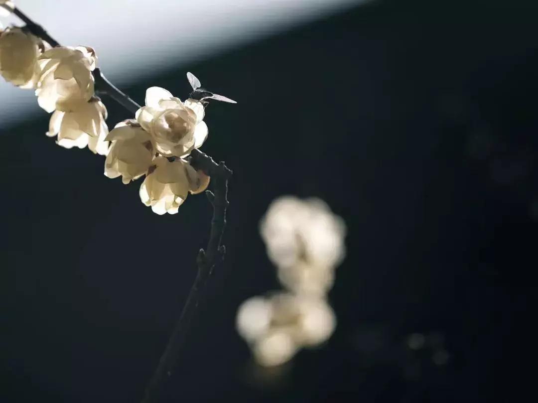 所有女生，温州“小京都”来咯！省跨国往返机票，买它