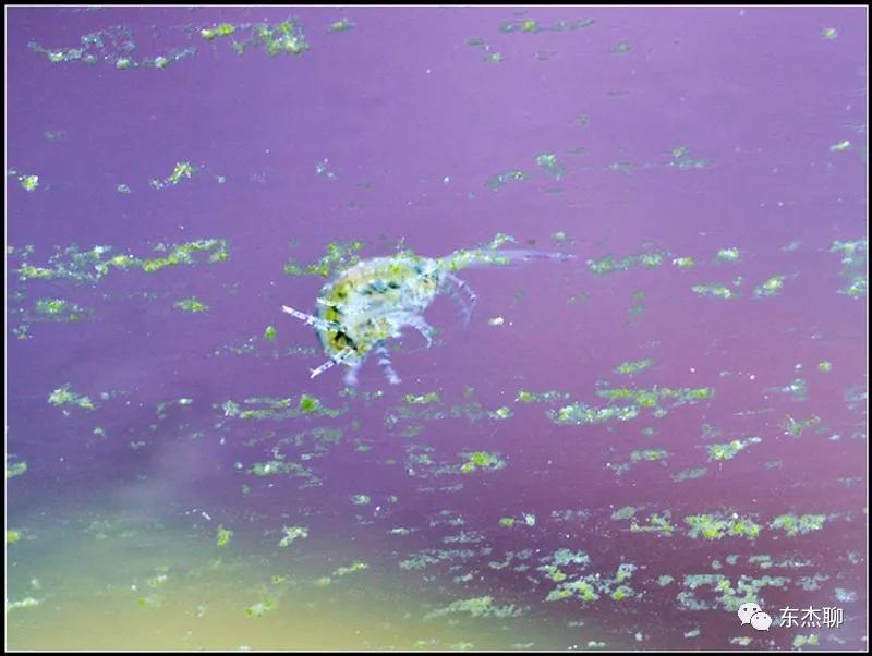 珊瑚鱼缸扁虫怎么处理,珊瑚扁虫怎么繁殖