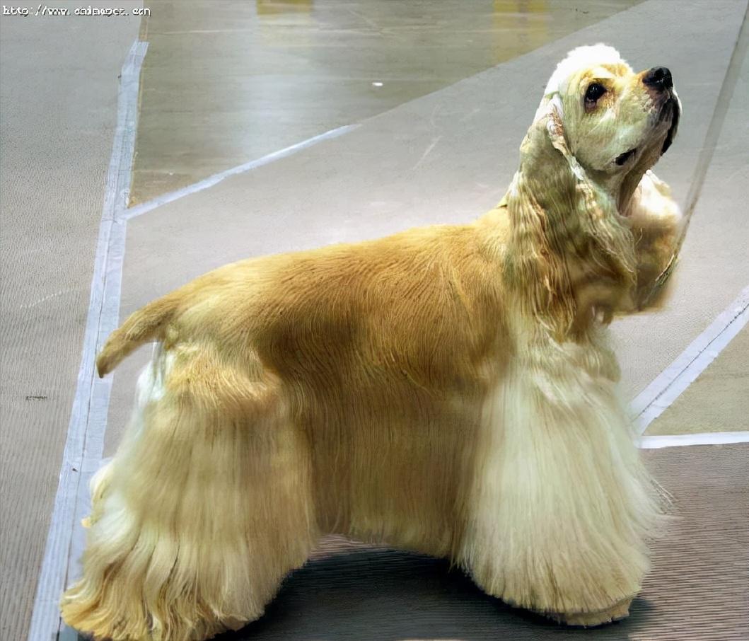 常见的20种狗狗,带大家认识不一样的狗狗