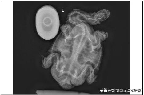 如何分辨乌龟生病,乌龟生病怎么看