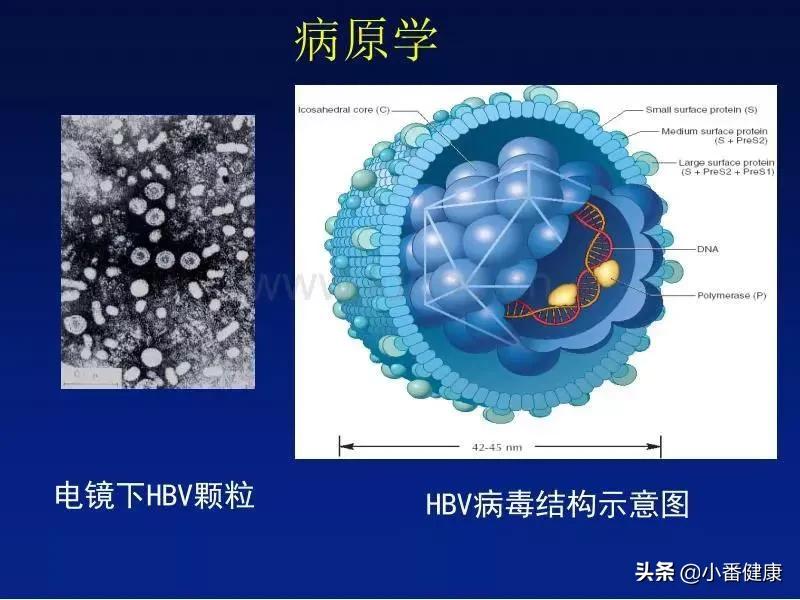 乙肝复制期如何治疗,乙肝病毒复制周期
