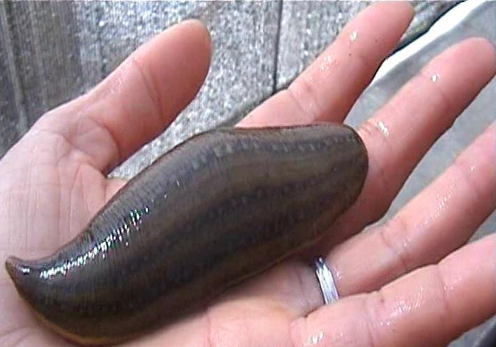 水蛭吃进肚子,水蛭被蚯蚓吞掉