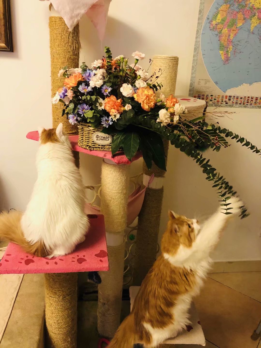 我家猫还真时尚，玩起了姐弟恋，不信你们看看