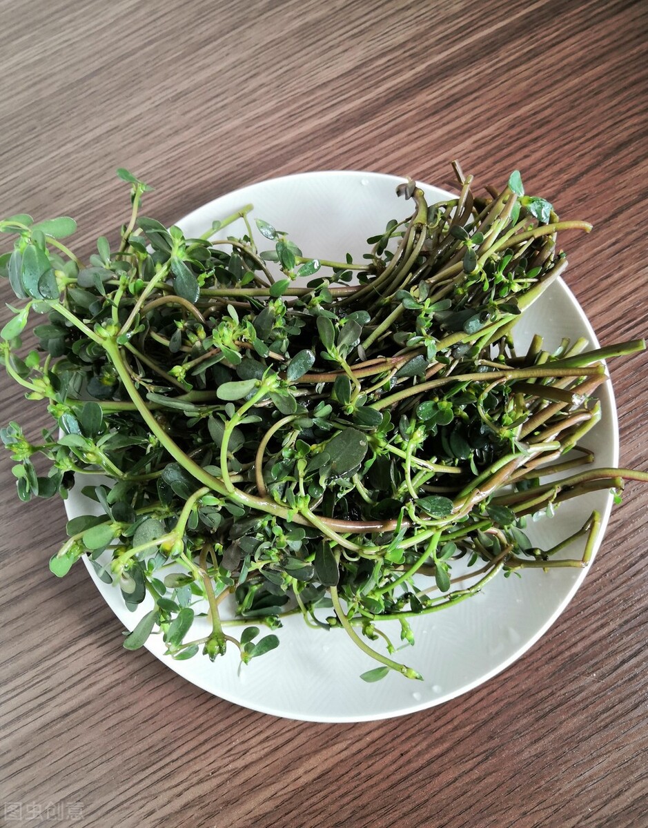马齿苋的功效和药理作用,马齿苋药食同源科普