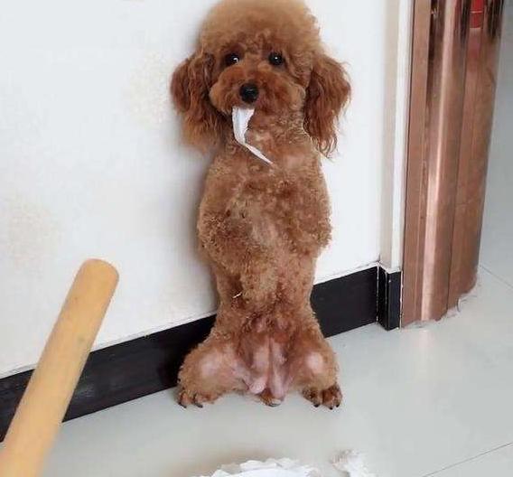 怎么样的惩罚能让泰迪咬人,怎样训泰迪让泰迪听话