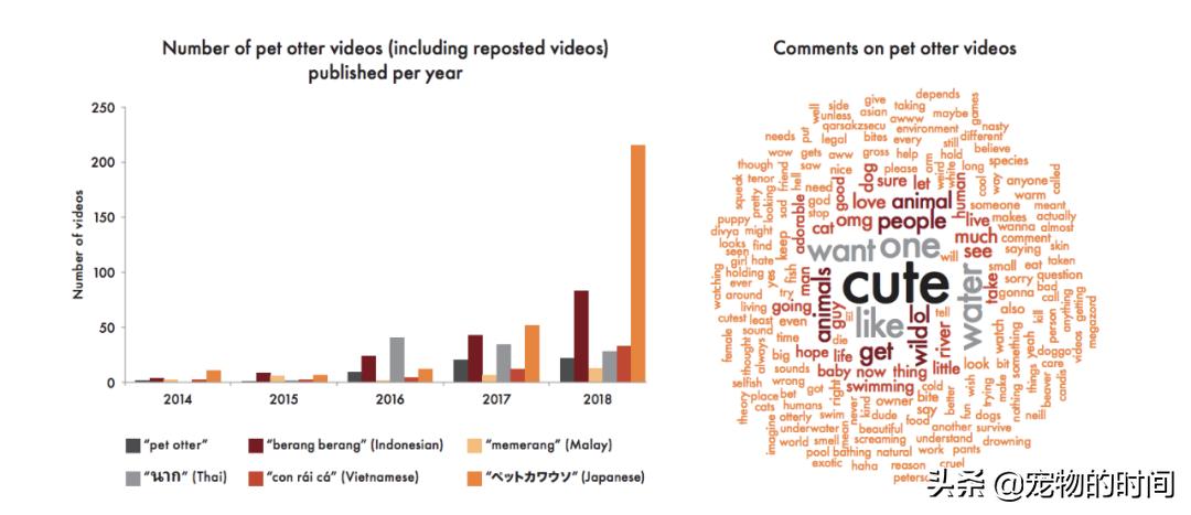 水獭宠物容易养吗视频,水獭宝宝可以当宠物吗